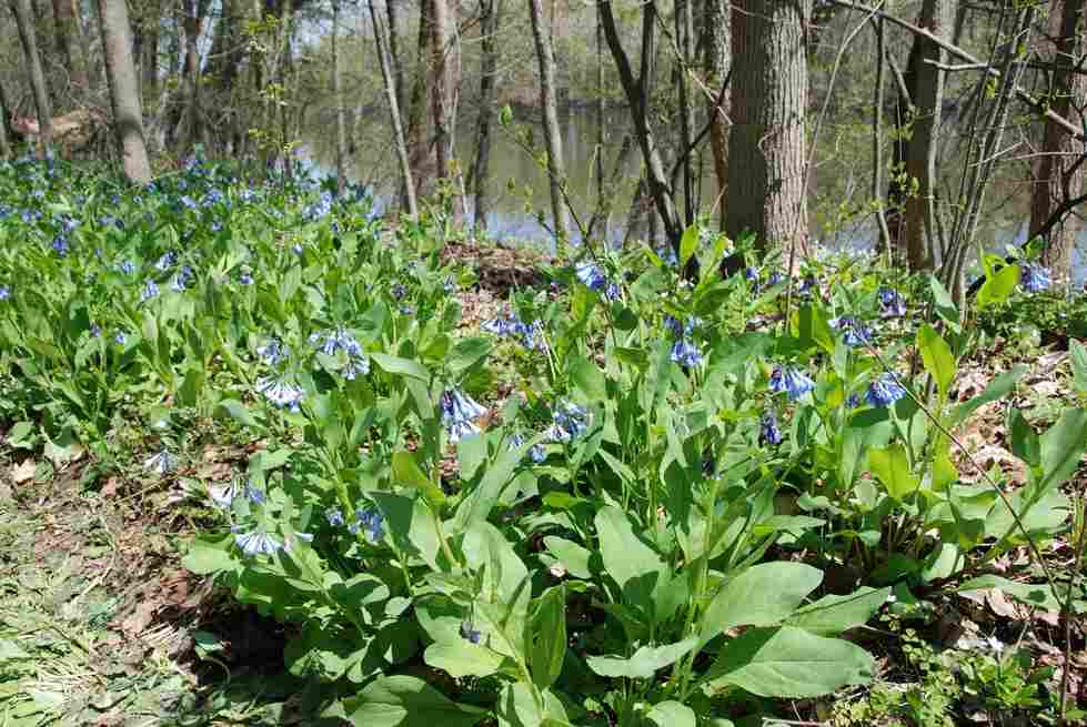 picture of the Bluebells in Ravines Natural Area from April 2008